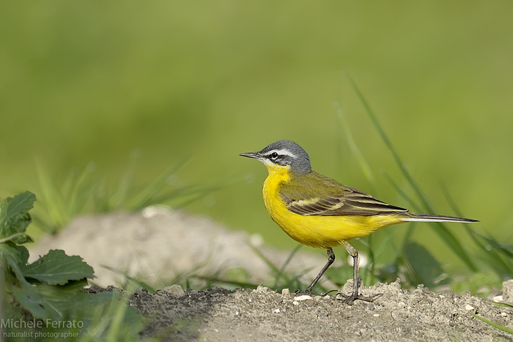 Cutrettola/ Motacilla flava